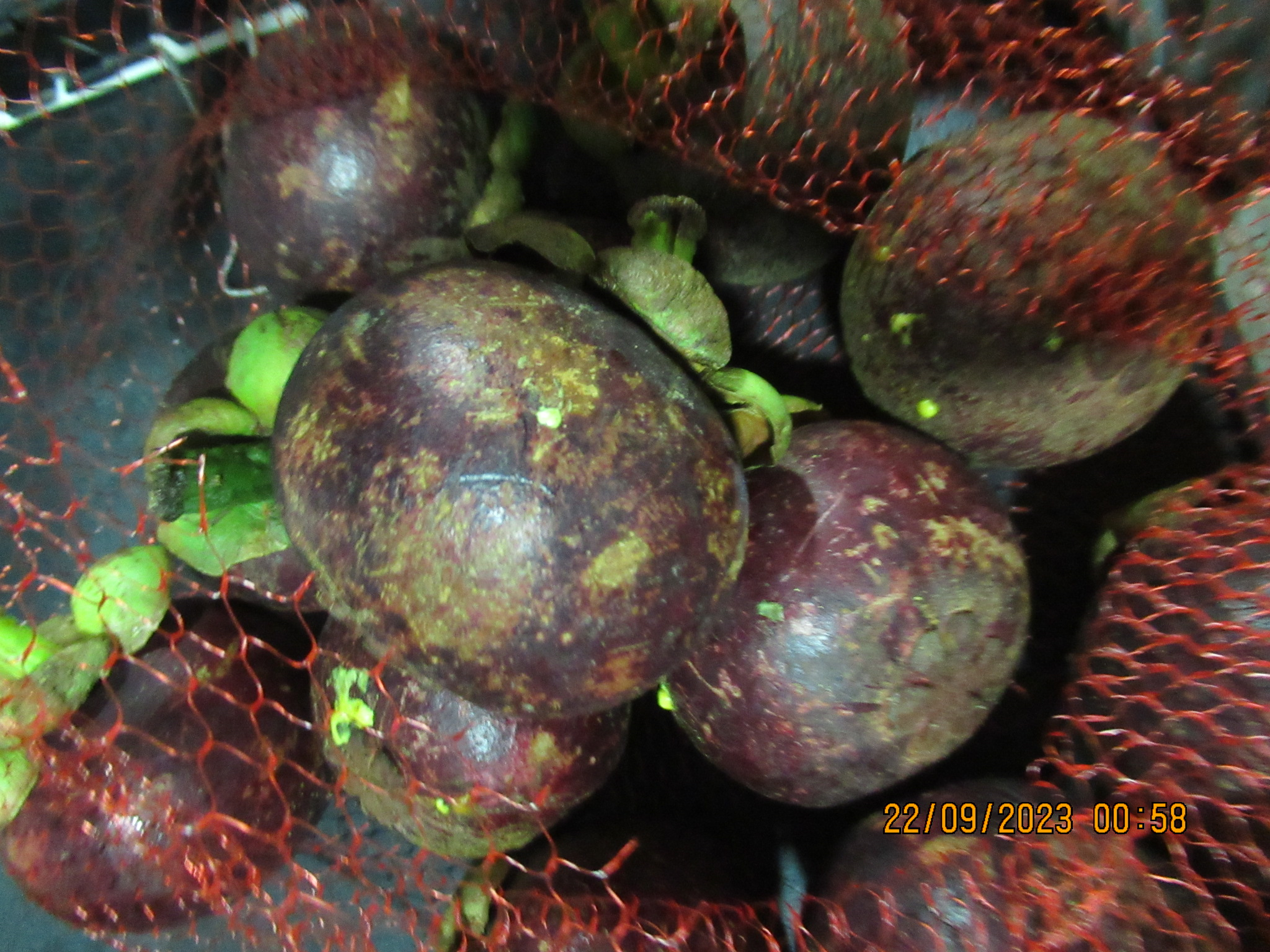 山竹(FRESH MANGOSTEEN)