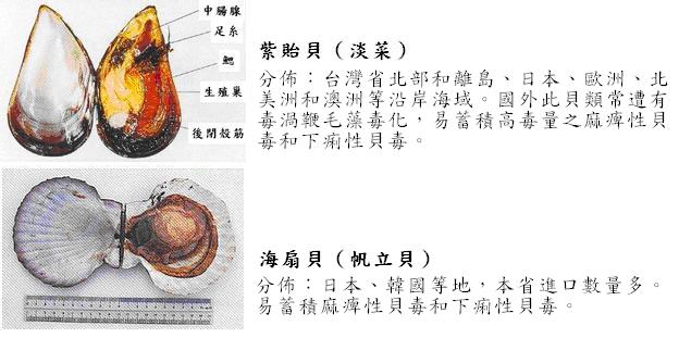 原因食品：紫貽貝(淡菜)、海扇貝(帆立貝)