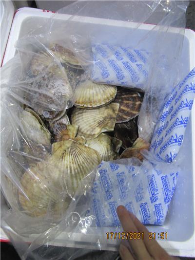 日本出口「活扇貝」重金屬含量不符規定