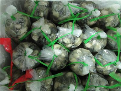 越南出口「鮮蚵肉」重金屬含量不符規定