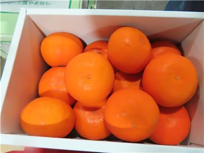 日本出口「蜜柑」農藥殘留含量不符規定