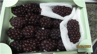 日本出口「鮮葡萄」農藥殘留含量不符規定