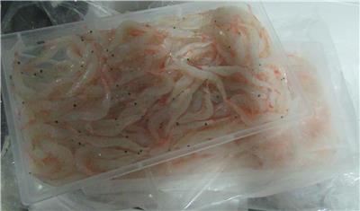 日本出口「白蝦」重金屬含量不符規定