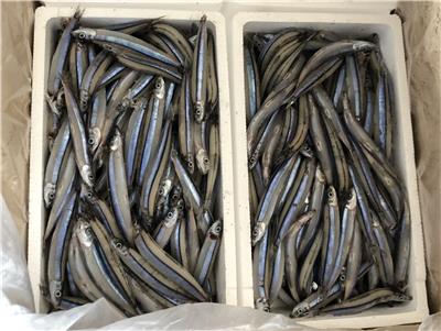日本出口「冷凍丁香魚」重金屬含量不符規定