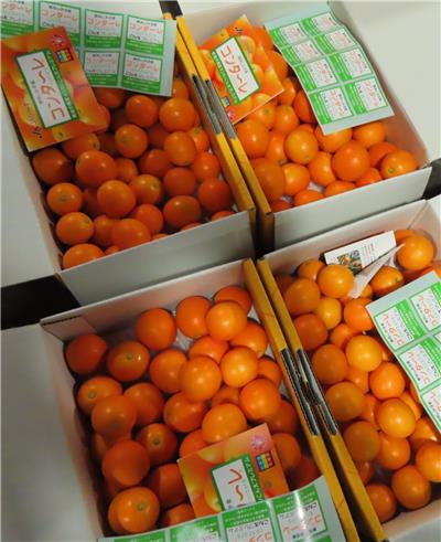 日本出口「鮮金柑」農藥殘留含量不符規定