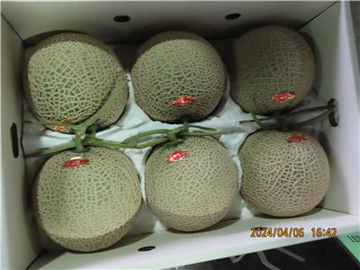 日本出口「鮮哈密瓜」農藥殘留含量不符規定