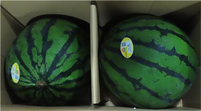 日本出口「鮮西瓜」農藥殘留含量不符規定