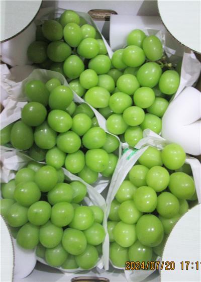 日本出口「鮮葡萄」農藥殘留含量不符規定