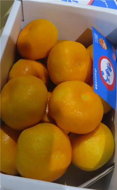日本出口「鮮蜜柑」農藥殘留含量不符規定