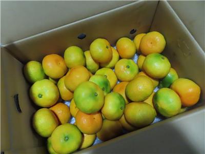 日本出口「蜜柑」農藥殘留含量不符規定