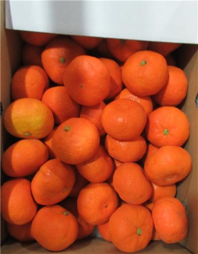 日本出口「鮮溫洲蜜柑」農藥殘留含量不符規定