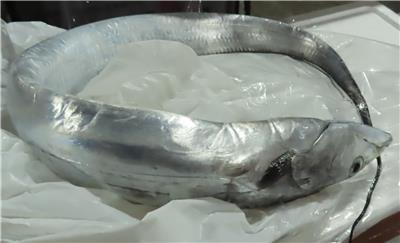 日本出口「白帶魚」動物用藥殘留含量不符規定