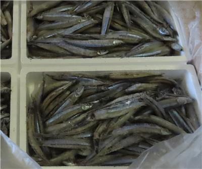 日本出口「冷凍丁香魚」重金屬含量不符規定