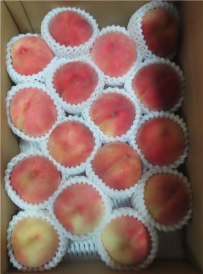 日本出口「水蜜桃」農藥殘留含量不符規定