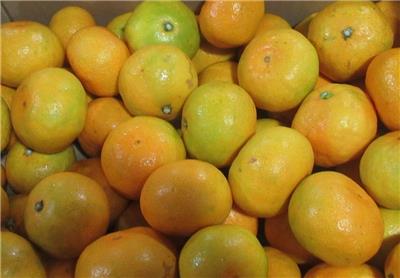 日本出口「蜜柑」農藥殘留含量不符規定