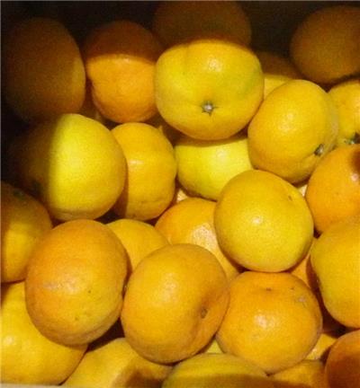 日本出口「鮮蜜柑」農藥殘留含量不符規定