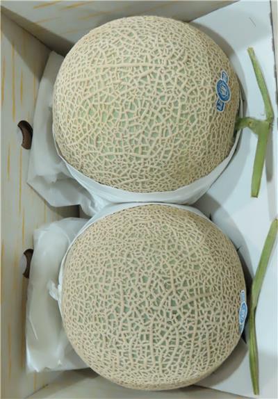 日本出口「鮮哈密瓜」農藥殘留含量不符規定