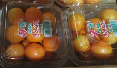 日本出口「鮮金柑」農藥殘留含量不符規定