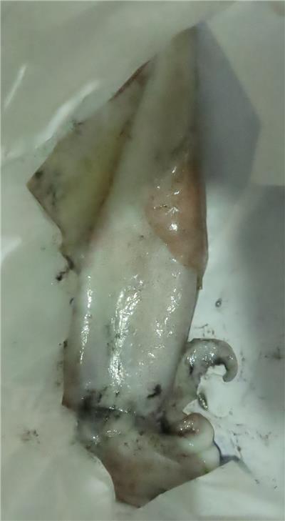 日本出口「生鮮烏賊」重金屬含量不符規定