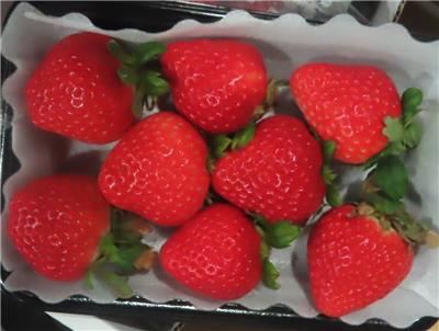 日本出口「鮮草莓」農藥殘留含量不符規定