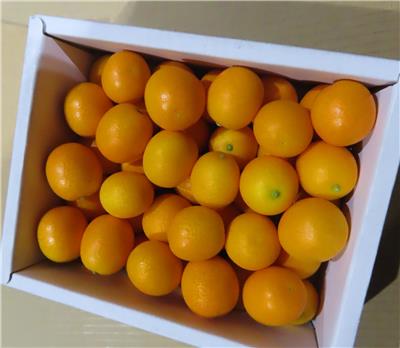 日本出口「鮮金柑」農藥殘留含量不符規定