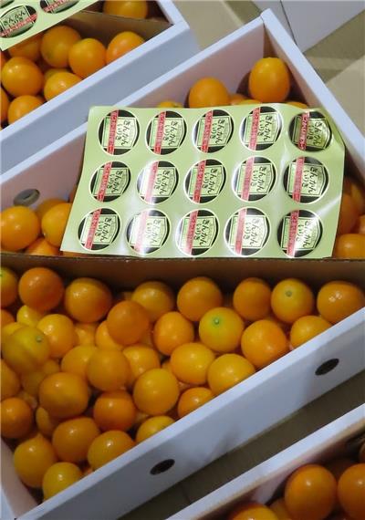 日本出口「鮮金柑」農藥殘留含量不符規定