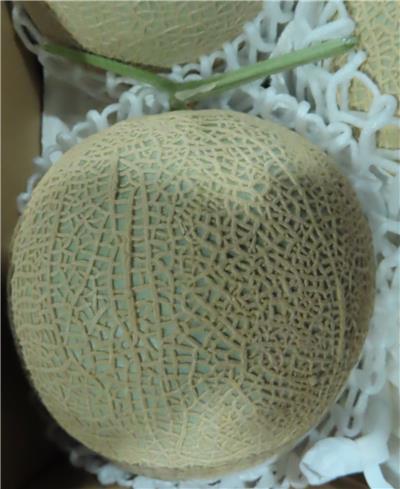 日本出口「鮮蜜瓜」農藥殘留含量不符規定