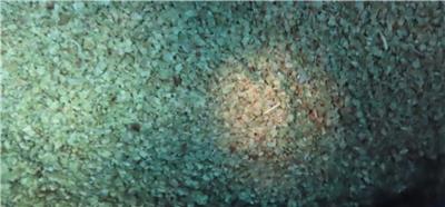 埃及出口「牛膝草葉」農藥殘留含量不符規定