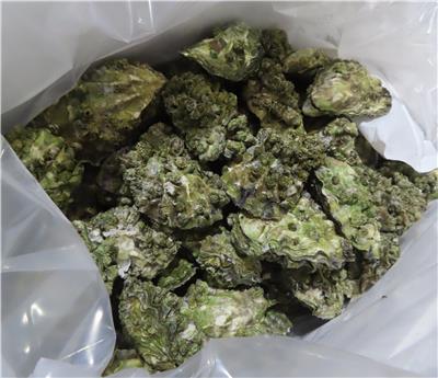 美國出口「生蠔」重金屬含量不符規定