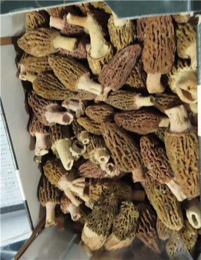保加利亞出口「羊肚菌」重金屬含量不符規定