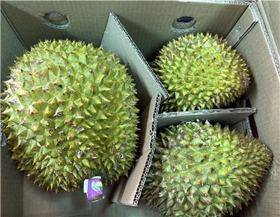 越南出口「鮮榴槤」農藥殘留含量不符規定