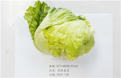 韓國出口「結球萵苣」農藥殘留含量不符規定