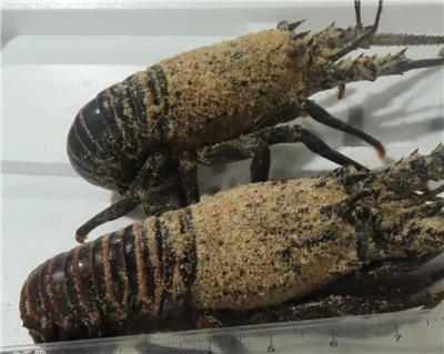 印尼出口「波紋龍蝦」動物用藥殘留含量不符規定