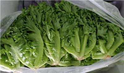 泰國出口「萵苣」農藥殘留含量不符規定