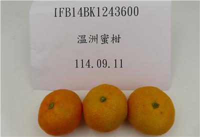 日本出口「鮮蜜柑」農藥殘留含量不符規定