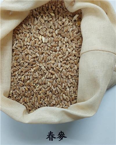 美國出口「春麥」真菌毒素含量不符規定