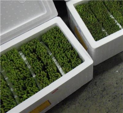 泰國出口「綠蘆筍」農藥殘留含量不符規定