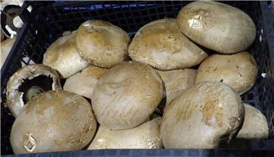 荷蘭出口「新鮮波特菇」農藥殘留含量不符規定