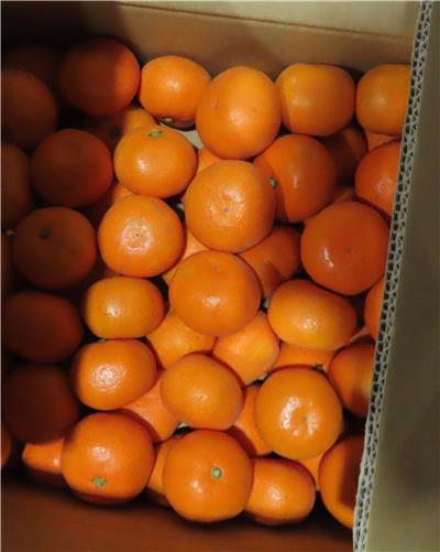 日本出口「蜜柑」農藥殘留含量不符規定