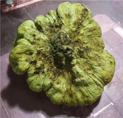 羅馬尼亞出口「新鮮白松露」重金屬含量不符規定