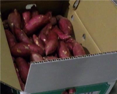 日本出口「鮮甘藷」農藥殘留含量不符規定