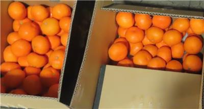 日本出口「蜜柑」農藥殘留含量不符規定
