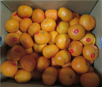 日本出口「蜜柑」農藥殘留含量不符規定