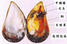 紫貽貝(淡菜)