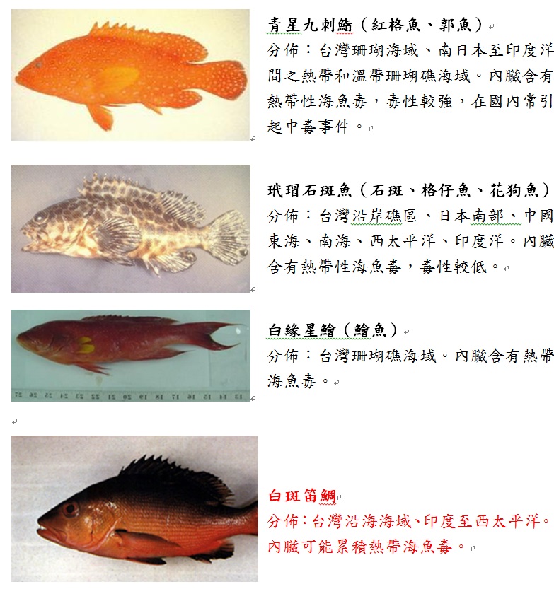 青星九刺鮨(紅格魚、郭魚)玳瑁石斑魚(石斑、格仔魚、花狗魚)白緣星鱠(鱠魚)白斑笛鯛